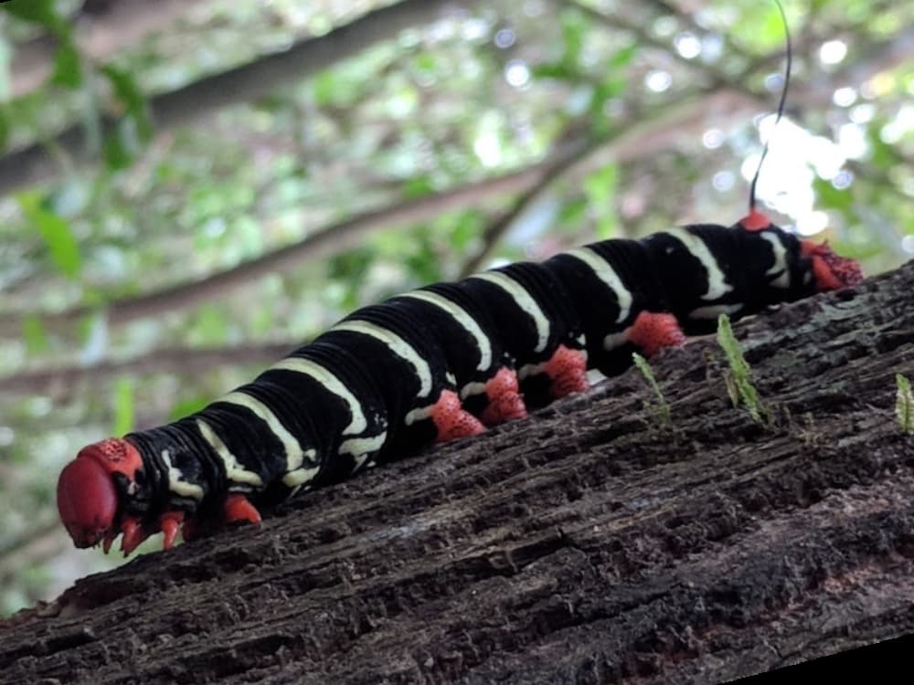 Giant Caterpillar