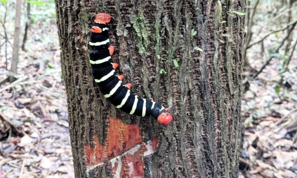 Giant Caterpillar