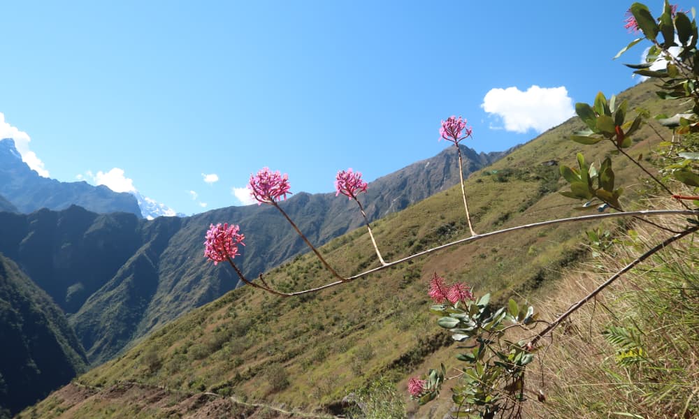 Inca Trail Flower