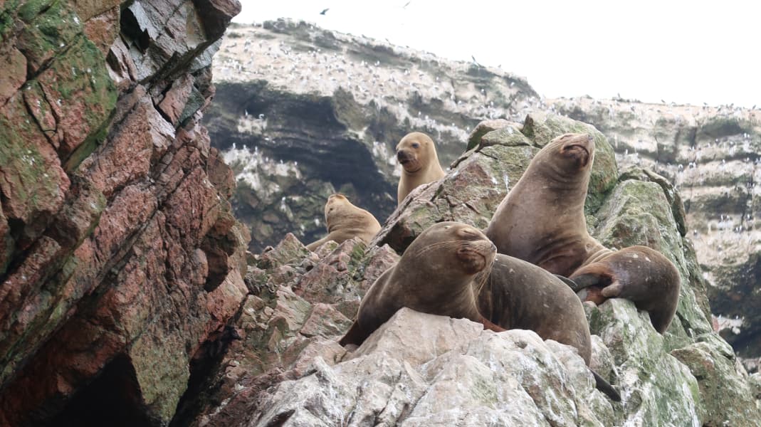 Wildlife in Paracas